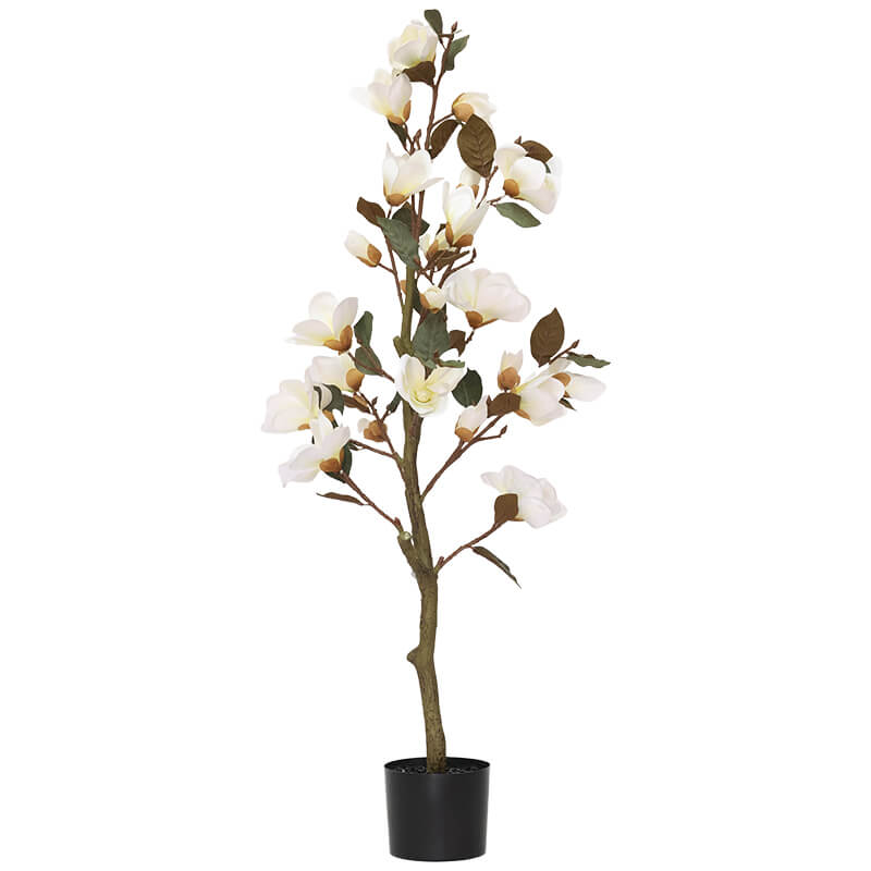 WHITE MAGNOLIA TREE IN POT 120CM