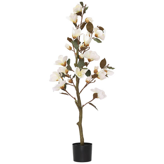 WHITE MAGNOLIA TREE IN POT 120CM