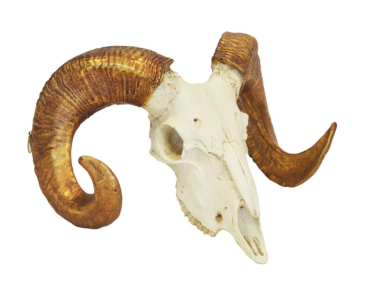 CORAL RESIN RAMS SKULL WHITE