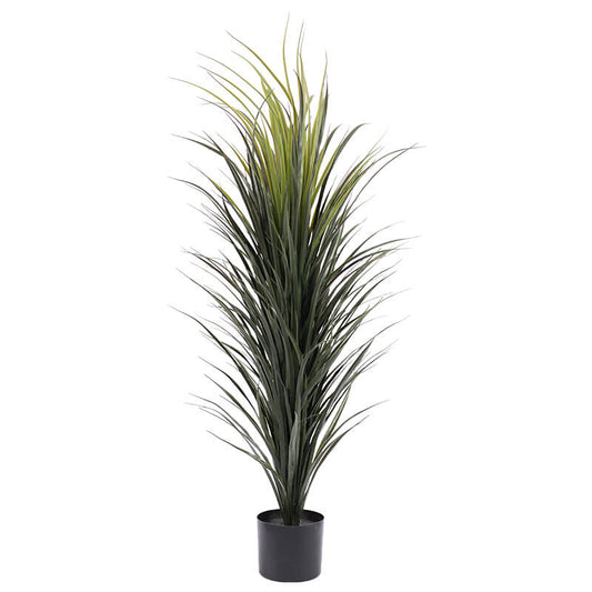 MADAGASCAN DRAGON PLANT 120CM