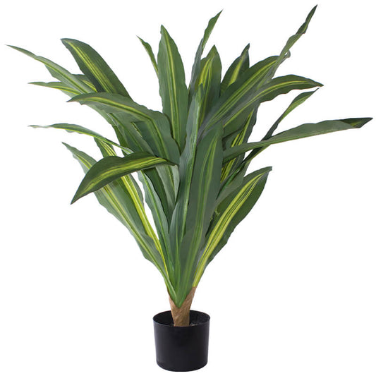 DRAGON PLANT IN POT 80CM