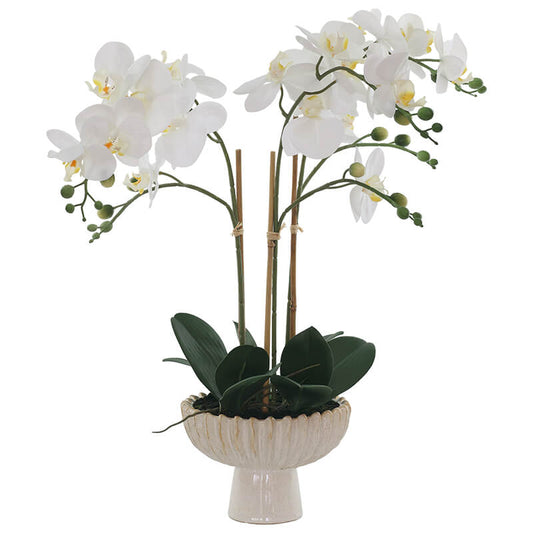 WHITE ORCHID IN FTD POT 58CM