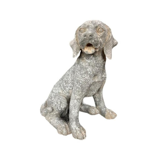 GREY AND WHITE PUP SITTING