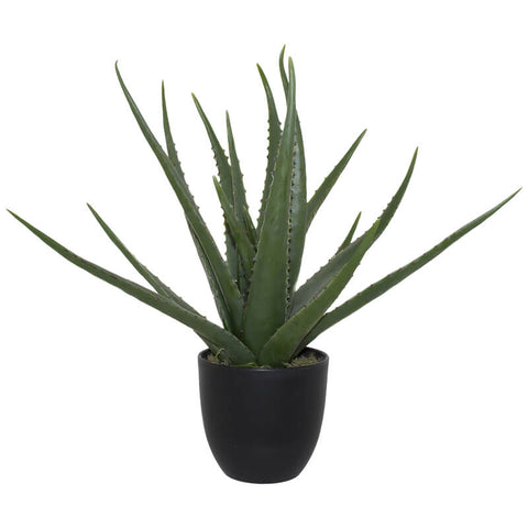 ALOE IN POT 47CM
