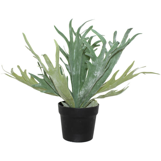 STAGHORN IN POT 45CM