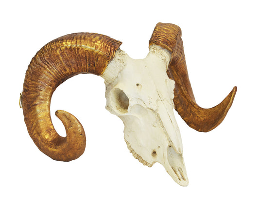 CORAL RESIN RAMS SKULL WHITE