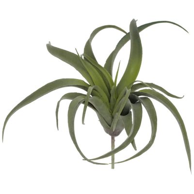 AIR PLANT 35X33CM