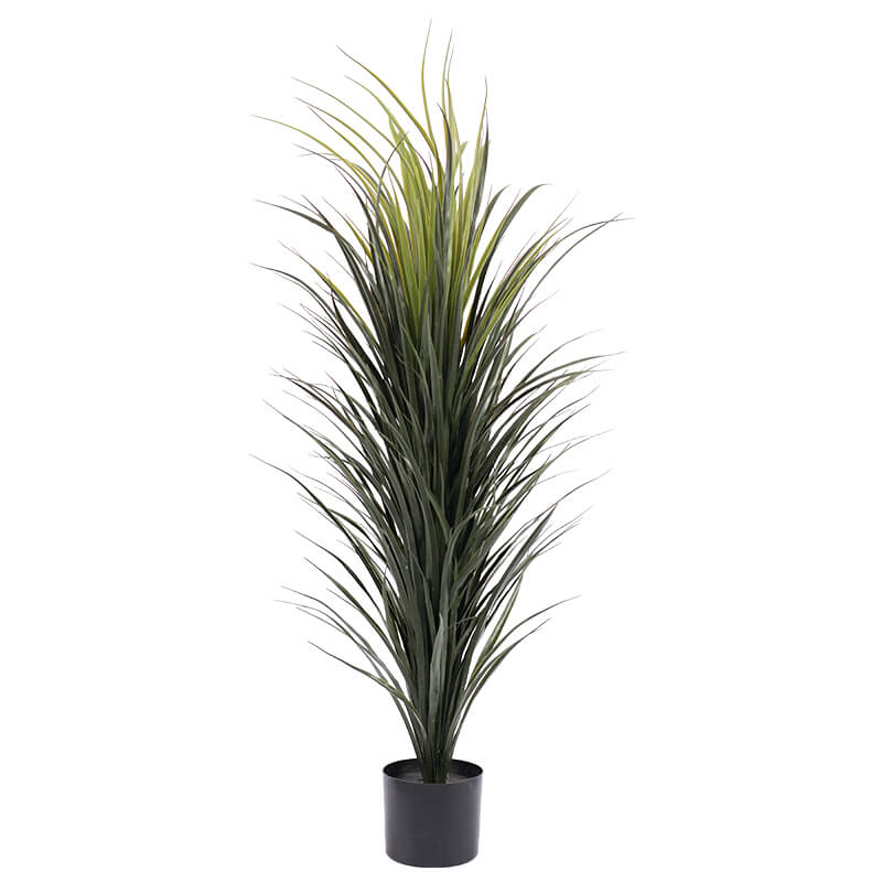 MADAGASCAN DRAGON PLANT 120CM