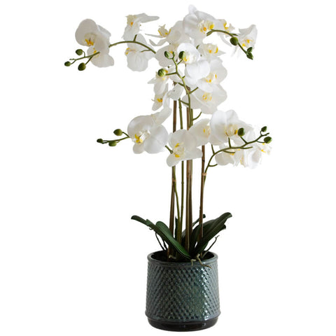 WHITE ORCHID IN GREY POT 71CM