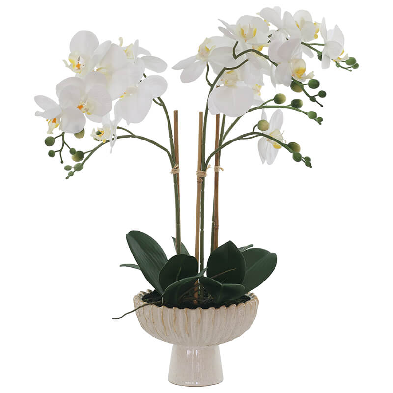 WHITE ORCHID IN FTD POT 58CM